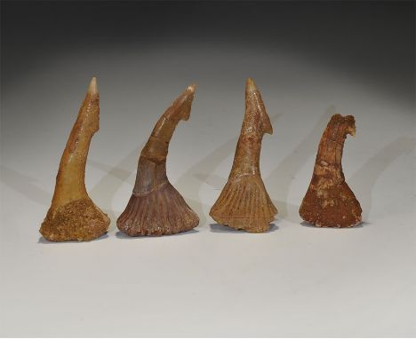 Upper Cretaceous Period, 100-65 million years BP. A mixed group of sawfish Onchopristus numidus rostral teeth from the Upper 