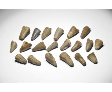 Cretaceous Period, 145-65 million years BP. A group of twenty dinosaur teeth, probably from the marine reptile Mosasaur sp., 