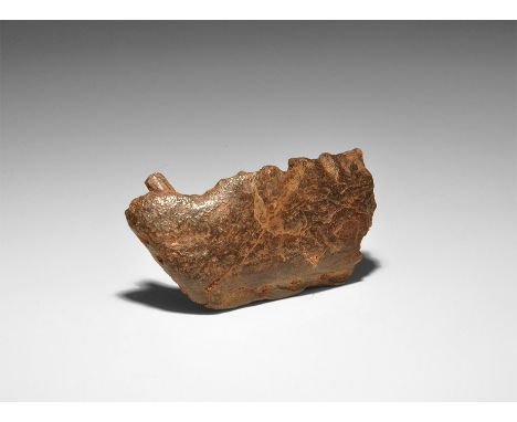 Upper Cretaceous Period, 100-65 million years BP. A fossil lower jaw section, still with one tooth visible, of Siroccopteryx 
