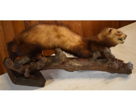 A vintage French taxidermy model of Mink / Pine Martin like animal on wooden branch. 46cm long.  It can be freestanding if bo