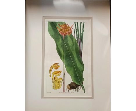 A group of 42 19th century hand coloured botanical prints, with mounts but unframed (box)Most 22cm x 14 cm , with card mount 