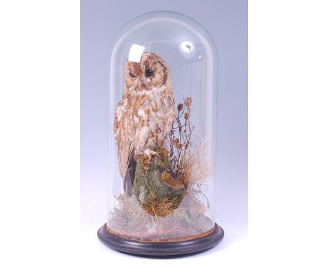 A late Victorian taxidermy light phase tawny owl, mounted within a naturalistic setting under a glass dome, on ebonised plint