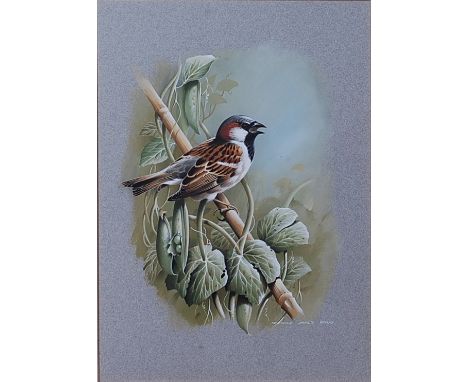 Terence James Bond (b.1946) - House-sparrow, gouache, signed lower right, 36 x 26cm, gallery label verso for the Art Shop & H