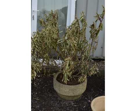 A COMPOSITE ROUND GARDEN PLANTER WITH PLANT