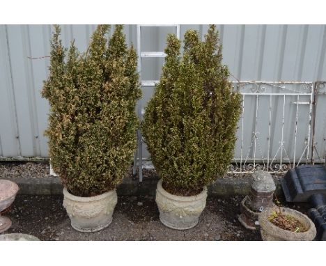 A PAIR OF COMPOSITE PLANT POTS, with robe and swag design to sides and conifer planter within