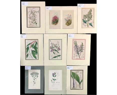 A collection of botanical engravings and colour prints, including Walter Hood Fitch (1817-1892), all card mounted, 21 by 13cm