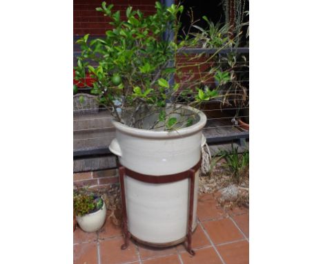 Commercial size Fowler ceramic pot in metal stand, to include lemon tree. Damage to one side.