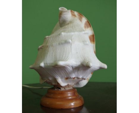 Konch shell lamp