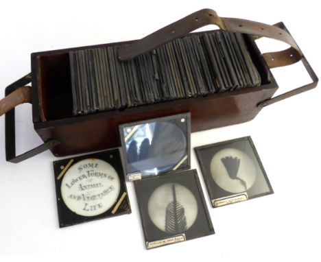 Lantern slide series titled 'Some low forms of animal and vegetable life', approximately 66 