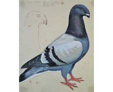 Charles Frederick Tunnicliffe OBE RA (1901-1979) Show Homer, Fancy Pigeon Series, pen, pencil and watercolour with annotation