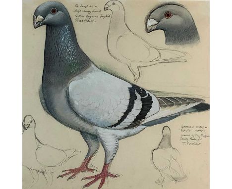 Charles Frederick Tunnicliffe OBE RA (1901-1979) German Show or 'Beauty' Homer, pencil and watercolour with annotations, Fanc
