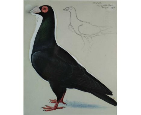 Charles Frederick Tunnicliffe OBE RA (1901-1979) Carrier Pigeon, Royal Welsh Show, Bangor 1958, Fancy Pigeon series, pencil a