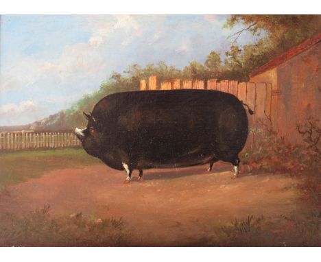 A 19th Century English school portrait of prize pig, oil on board with canvas backing, maple frame. 24.5cm x 34cm