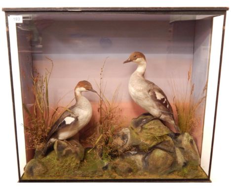 Smew (Mergus albellus), circa early 20th century, by R Septimus Gardner, Taxidermist and Furrier, Tunbridge Well, two immatur