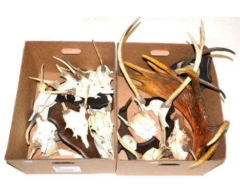 A Collection of Various Horns and Antlers, to include European Moose single antler, sixteen various killer Red Deer antlers o