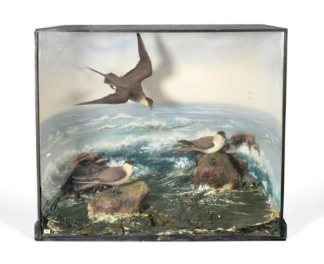 Long-Tailed Skua (Stercorarius longicaudus), three full mounts of outstanding quality by Rowland Ward, circa 1930, two birds 