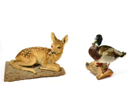 Fallow Deer Fawn (Dama dama), full mount in recumbent position with head turning to the right, upon a piece of sliced tree tr