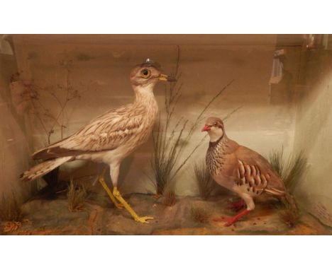 Stone Curlew (Burhinus oedicnemus) and Red-Legged Partridge (Alectoris rufa), circa 1900, by J Sayer, Animal and Bird Preserv