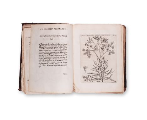1706 | FULL ITEM TITLE: Horti Medici Amstelaedamensis plantae rariores et exoticae | PUBLISHER: Lugduni batavorum, Fredericum