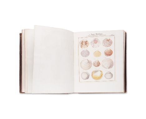 1784 | FULL ITEM TITLE: Neues systematisches Conchylien-Cabinet | PUBLISHER: Nurnberg, Gabriel Nicholaus Raspe | NOTE: color 