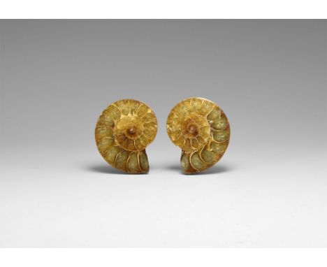 Jurassic Period, 200-145 million years BP. A sawn and polished ammonite pair showing the internal structure, with an iridesce