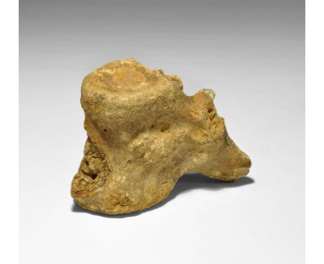 Eocene Period, 59-56 million years BP. A fossil crocodile vertebra with part of the process still attached, enamel and ligame