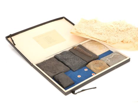 Didactic Plaster Fossil Specimens C.1920, German, 7 of 10 models in a card case with inventory to lid