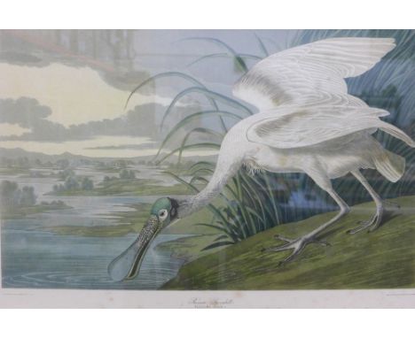 JJ Audubon, 'Roseate Spoonbill', a coloured lithograph print, in a glazed Hogarth frame, 39 x 27cm 