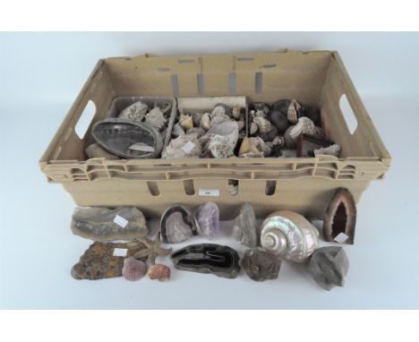 A large collection of Victorian fossils, shells, crystals and rock specimens