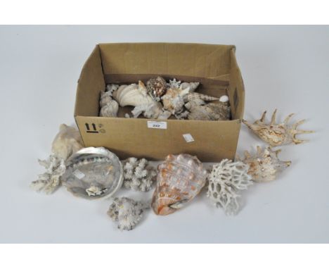 A collection of vintage shells and corals, of various sizes