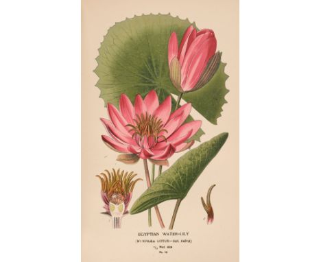 Step (Edward). Favourite Flowers of Garden and Greenhouse, 4 volumes, 1st edition, London &amp; New York: Frederick Warne &am