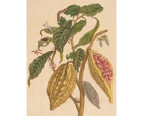 * Merian (Maria Sybilla). Three engravings, published in The Hague, [1719], three engravings on laid of insects and fruit, al