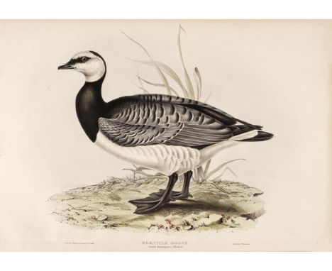 * Gould (John). A collection of 12 Water &amp; Sea Birds: Bernicle Goose, Common Gallinule, Land Rail, Water Rail, Hyacinthin