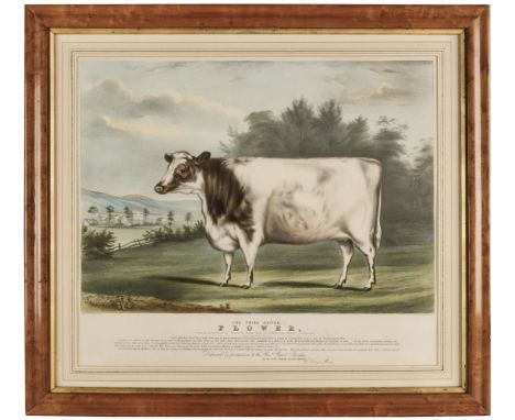 * Moody (C. lithographer). The Prize Heifer Flower, At one Year and four Months old. Bred by Mr. Thomas Moses of Stenigot nea