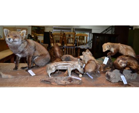 Taxidermy: A Collection of Countryside Animals, circa late 20th century, including a Red Fox full mount sat upon a split tree