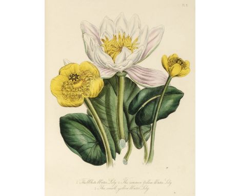 Loudon (Jane). British Wild Flowers, 1st edition, London: William Smith, 1846, advertisement leaf in red &amp; green before h