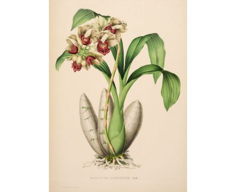 Linden (Jean-Jules). Pescatorea. Iconographie des orchides de la collection de M. Pescatore, au château de la Celle-St.-Cloud