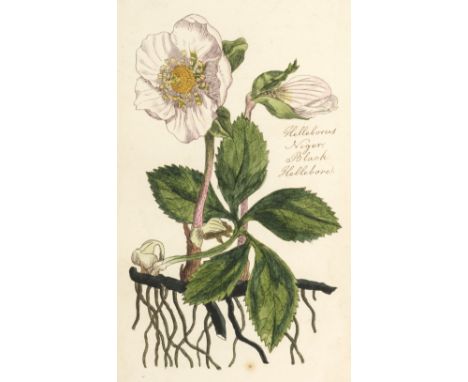 Botany. Two volumes containing 137 British botanical watercolour studies, late 18th &amp; early 19th century, pen &amp; ink a