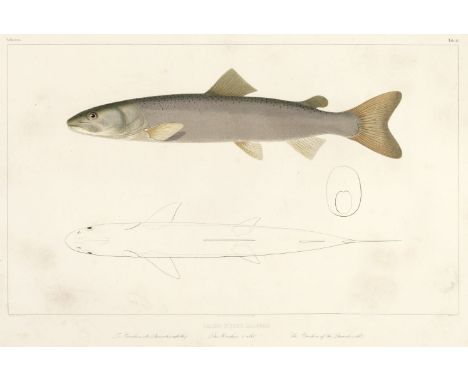 Agassiz (Jean Louis Rodolphe &amp; Vogt, Carl). Histoire naturelle des poissons d'eau douce de l'Europe Centrale, Neuchatel: 