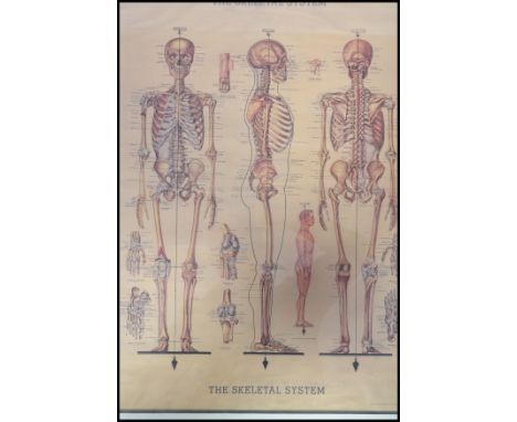 A vintage 20th century framed and glazed anatomical print study of the human skeleton and body with detailing and labelling.