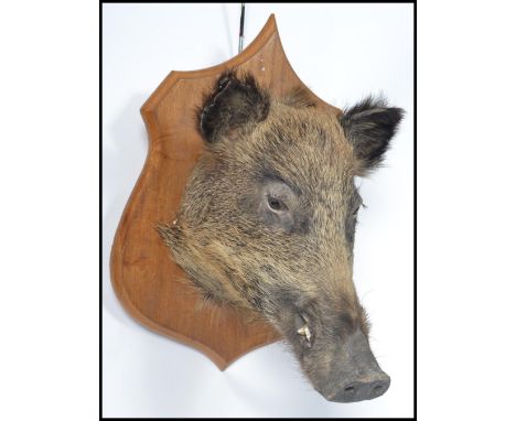 Taxidermy Interest A believed 20th century large&nbsp; taxidermy boars head being mounted onto an oak armorial shield shaped 