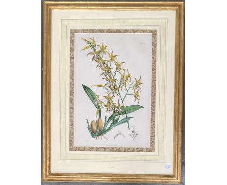 By and after W. H Fitch, botanical print 'Odontoglossum Cordatum', printed by Vincent Brooks, Day &amp; Son, 52x35cm 