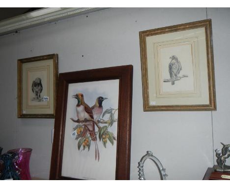 2 framed and glazed pencil drawings of birds of prey and a framed and glazed print of 2 birds entitled 'Paradisea Papuana'