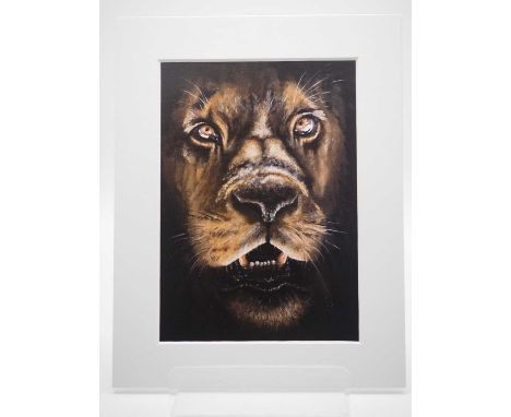 Suzanne Phillips 'LION' - print  - 5" x 7" in a 7" x 9" mount PROVENANCE: Donated to and sold on behalf of Macmillan Caring L