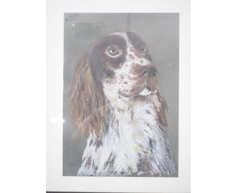 Debbie Doe - 'LUCKY' - portrait of springer spaniel - oil pastels - signed - 11.5" x 15.75" in a 19" x 23" frame - PROVENANCE