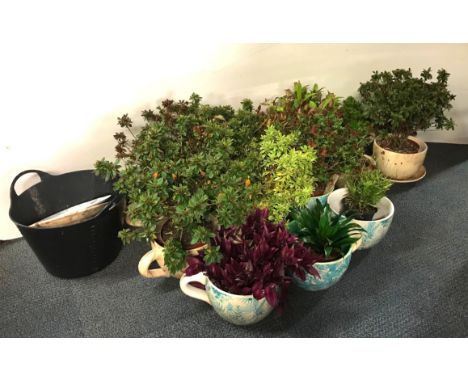 A collection of giant garden ceramic cups and saucers, Dia. 22cm, with a collection of garden plants.