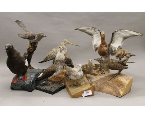 A quantity of taxidermy bird specimens. The tallest 36 cm.