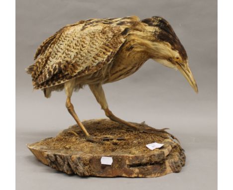 A taxidermy specimen of a bittern. 34 cm high.