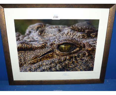 A framed and mounted print 'le Crocodile de Botswana', by Maurice (2), signed, 21 1/2'' x 17 1/2''.