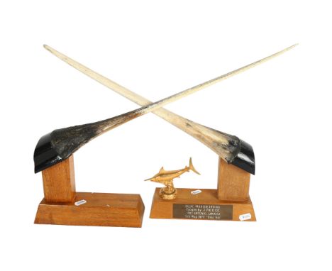 2 fishing trophies, blue marlin bills fixed to a wooden trophy base, largest bill length 55cm, 1 of the trophies has plaque i